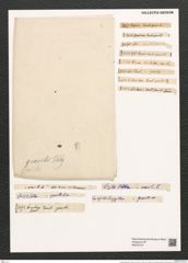 Eunotia gracilis (Ehr.) Rabh. (de-Toni-Nr.: Genus 104, Species 3144) Zeichnungen Sammlung Grunow (NHMW-BOT-W0375137)